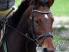 broodmare Daisy Daylight (Trakehner, 2006, from Starway)