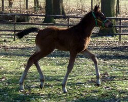 Dressurpferd Dolce Diabola (Trakehner, 2010, von Grafenstolz)