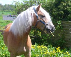 Springpferd Abba 47 (Haflinger, 1998, von Alpenstern)