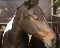 broodmare Killcotty (German Warmblood, 1993, from Samenco I B)