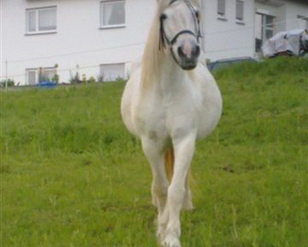 Pferd Ronja vom Ise (Polnisches Kaltblut,  )