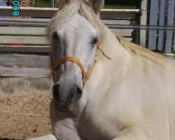 Pferd Laika von der SC-Ranch (Highland-Pony,  )