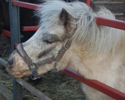 Deckhengst Laous (Shetland Pony,  )