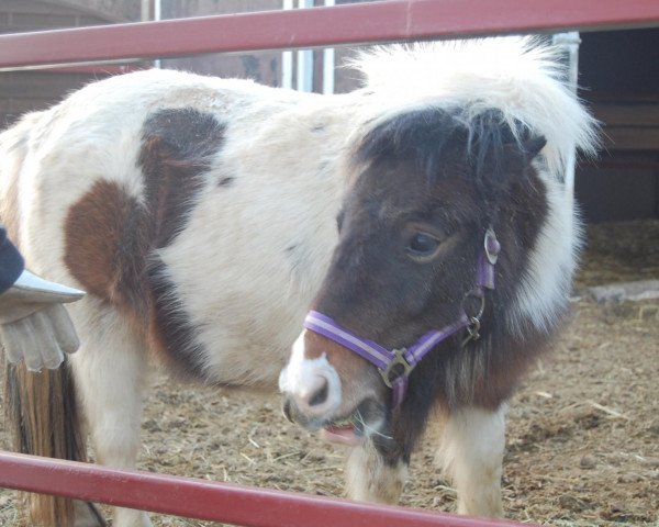 broodmare Luli von der SC-Ranch (Shetland Pony,  )