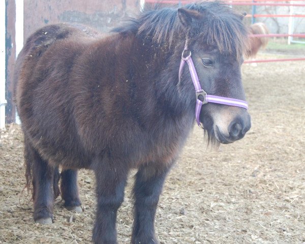 broodmare Ruby vom Köppel (Shetland Pony, 2002, from Robin Hood von Uda)