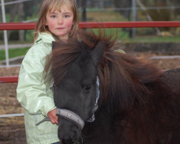 Pferd Mira II (Shetland Pony, 1999, von Whymper II)