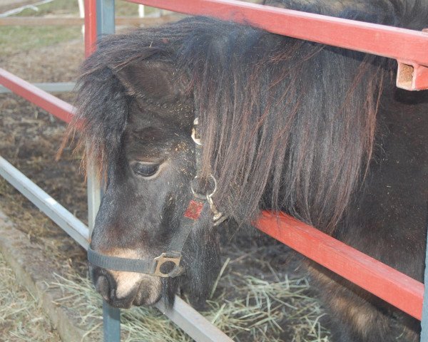 Pferd Rob Roy vom Köppel (Shetland Pony, 2004, von Robin Hood von Uda)