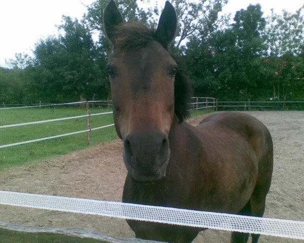 horse Diva (German Riding Pony, 1993)