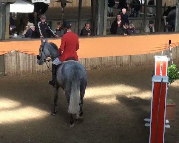 Springpferd Zafira 21 (Belgisches Warmblut, 2004, von Odermus R)