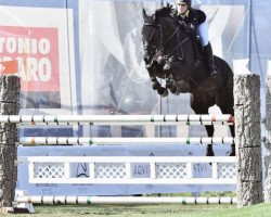 jumper Alebastr (Ukrainisches riding horse, 2003)