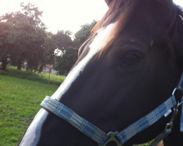 jumper Curly Sue (Noble Warmblood, 2004)