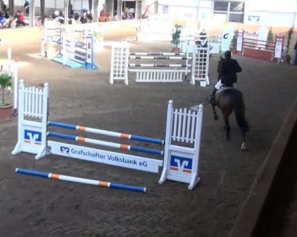 jumper Vitus (Belgian Warmblood, 1998, from Nabab de Rêve)