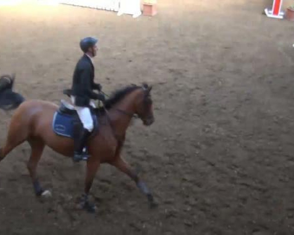jumper Carlchen R (Holsteiner, 2003, from Cash and Carry)