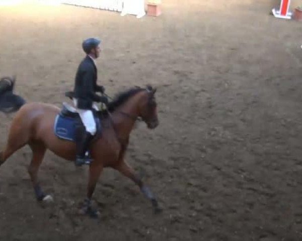 jumper Carlchen R (Holsteiner, 2003, from Cash and Carry)