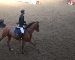 jumper Carlchen R (Holsteiner, 2003, from Cash and Carry)