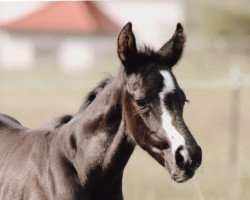 Springpferd Vivendi (Westfale, 2022, von Viscount 22)