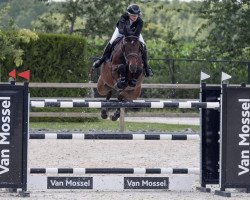 jumper Nefertete Prova (Belgian Warmblood, 2013, from Edjaz van T Merelsnest)