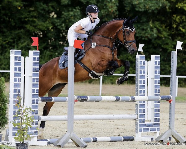 jumper Dancing Daisy 5 (Oldenburg, 2011, from Del Cento)