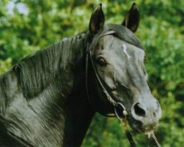stallion Louidor (Trakehner, 1984, from Arogno)