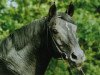 stallion Louidor (Trakehner, 1984, from Arogno)