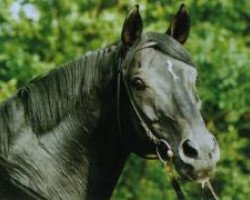 stallion Louidor (Trakehner, 1984, from Arogno)