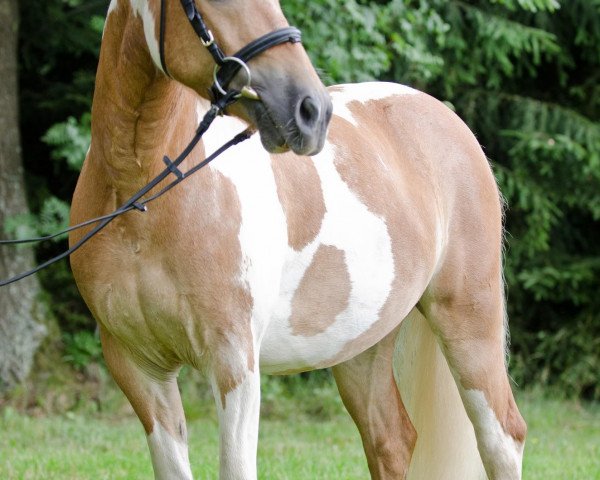 Pferd Jumping Jack 33 (Haflinger, 2007)