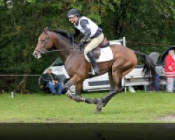 jumper Campino 257 (Hanoverian, 2002, from Contendro I)