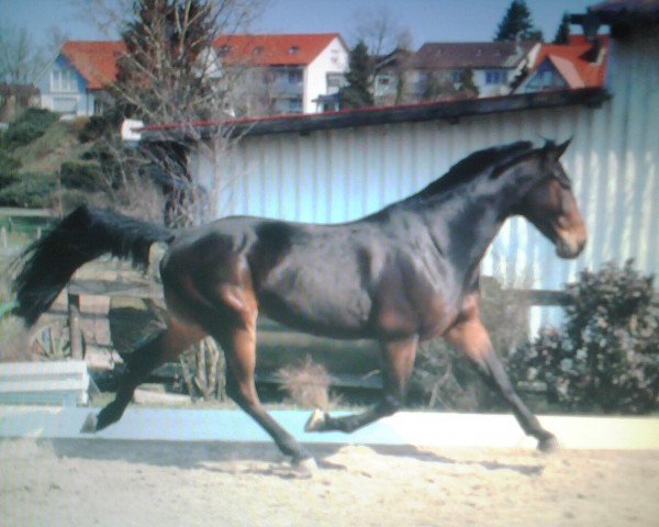 horse Hundred Millions (DE) (German trotters, 2003, from Bosphorus K-0260 (US))