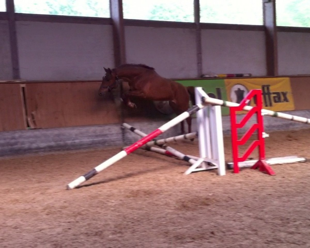 broodmare MPS Lazy Liberty (Westphalian, 2007, from Böckmanns Lazio)
