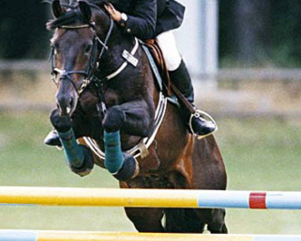 stallion Cyrano (Holsteiner, 1991, from Cantus)