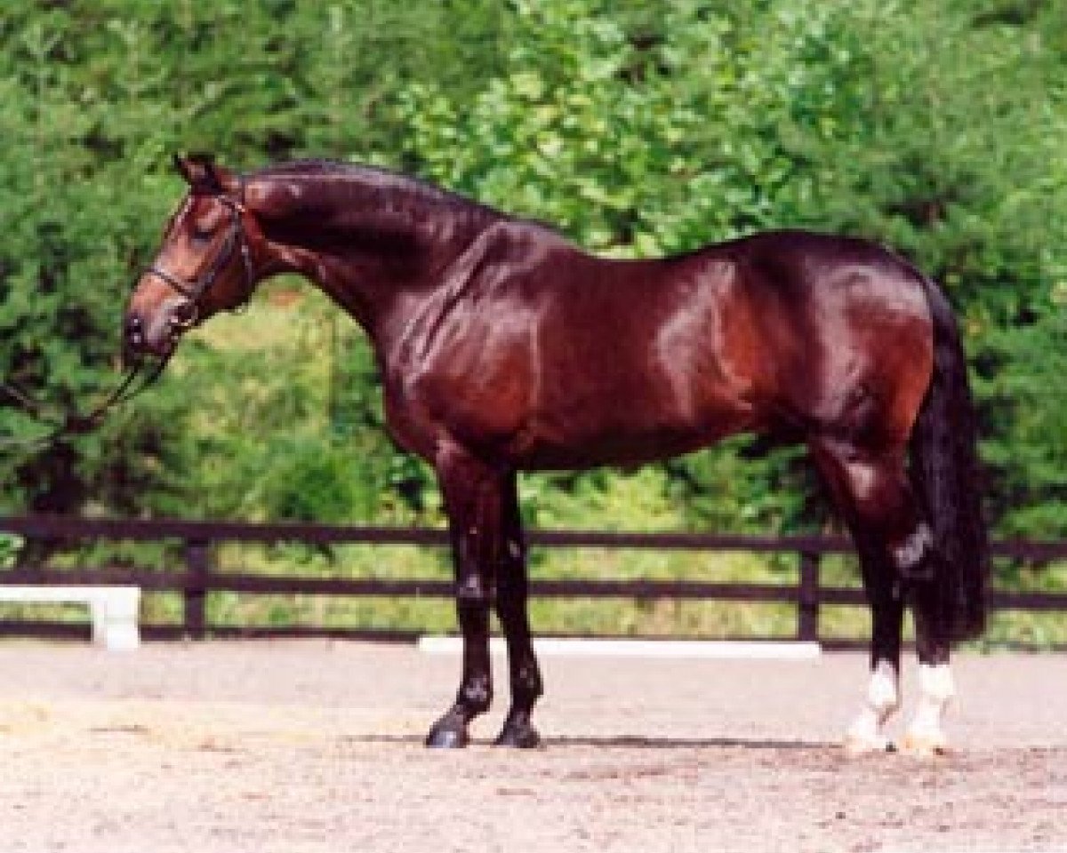 stallion Romantic Star (Hanoverian, 1995, from Ramiro's Son II)