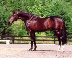 Deckhengst Romantic Star (Hannoveraner, 1995, von Ramiro's Son II)