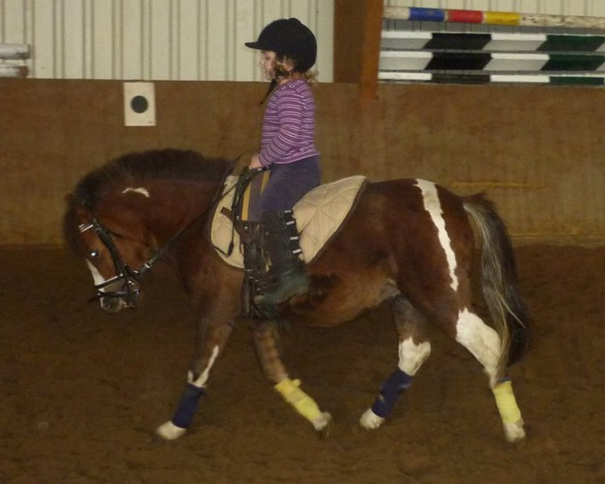 dressage horse Little Love 17 (Welsh mountain pony (SEK.A), 2007)