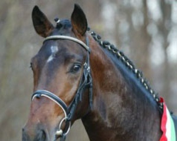 stallion Rosencharmeur (Westphalian, 2000, from Rosenkavalier)