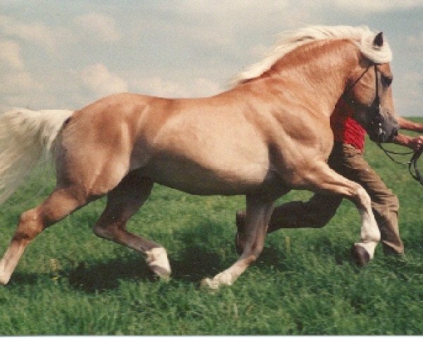 stallion Haron (Haflinger, 1983, from Hofgast)