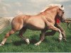 stallion Haron (Haflinger, 1983, from Hofgast)