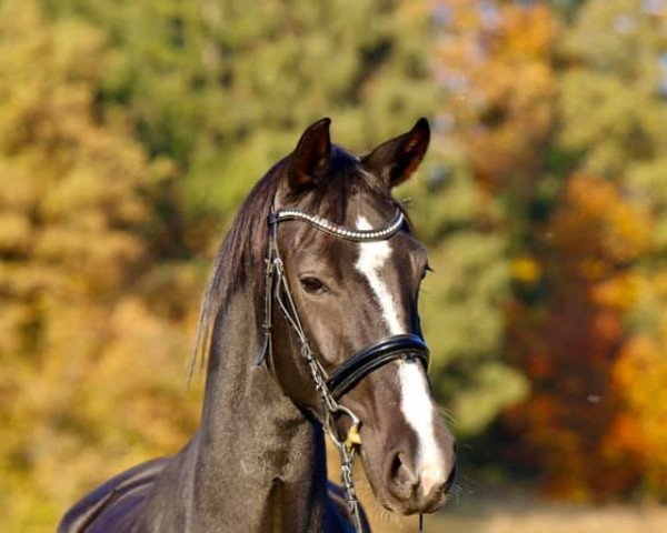 broodmare Allüre (Oldenburg, 2007, from Sir Donnerhall I)