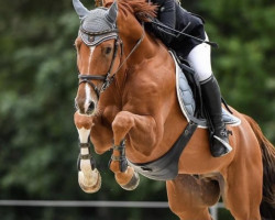 jumper Innocent II (Swiss Warmblood, 2009, from Unbekannt SUI)