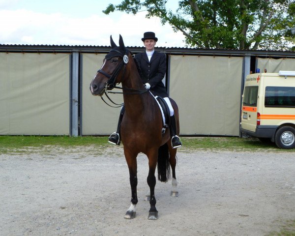 dressage horse Robin 563 (Hessian Warmblood, 1998, from Rodgau)
