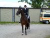 dressage horse Robin 563 (Hessian Warmblood, 1998, from Rodgau)