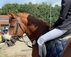 dressage horse Cheyenne (German Riding Pony, 2009, from Chantre 31)