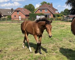 Pferd Hengst von For Dance (Oldenburger, 2022, von For Dance)