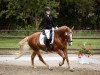 Dressurpferd Chilli 23 (Haflinger-Mix, 2007)