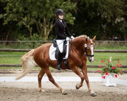 dressage horse Chilli 23 (Haflinger Mix, 2007)