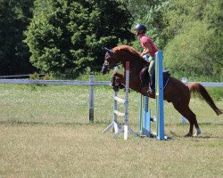 Springpferd Twister 181 (Deutsches Reitpony, 2014, von Top Berlin)