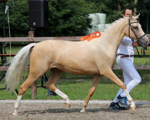 Dressurpferd Chrystie du Bois (Nederlands Rijpaarden en Pony, 2015, von Don Cremello du Bois)