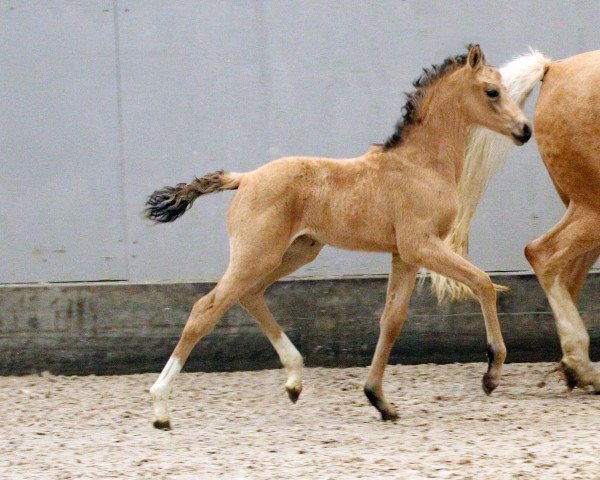 dressage horse Cartier du Bois (Dutch riding horses and ponies with Arabic blood content, 2022, from Cassanova du Bois)