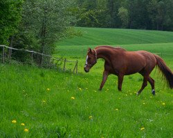 Zuchtstute Kassiopeia 21 (Trakehner, 2001, von Itaxerxes)