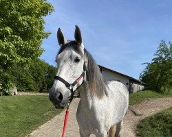 dressage horse Alba 54 (Pura Raza Espanola (PRE), 2013, from Goloso Jal)