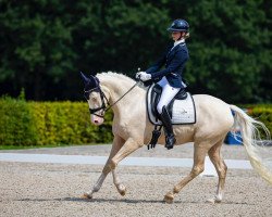 dressage horse champ du bois (German Riding Pony, 2018, from Cassanova du Bois)